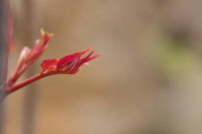 ​香椿种子怎么种植