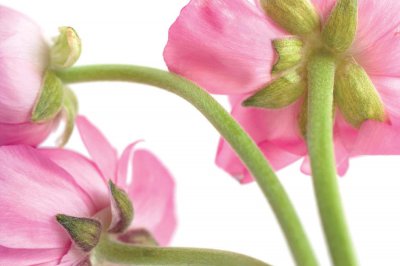 ​花毛茛种子怎么种