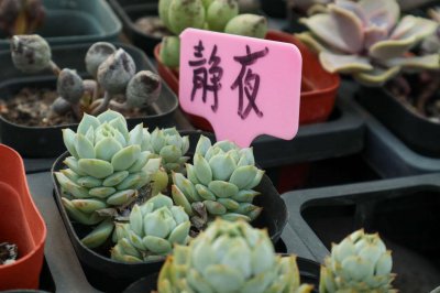 ​静夜的修根方法图解