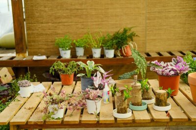 ​菊蒿有毒吗