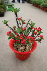​如何使虎刺梅在元旦开花