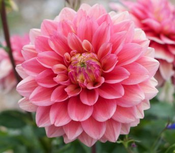 ​大丽花冬天能开吗