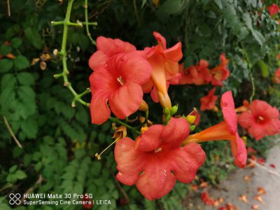 ​凌霄花冬天怎么管理，会落光叶子吗