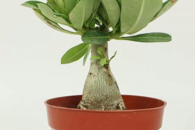 ​沙漠玫瑰能放卧室吗