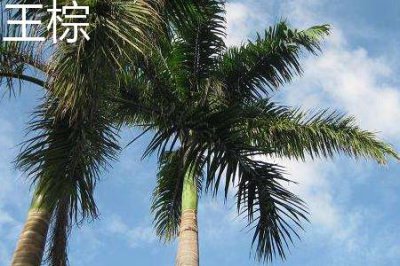 ​王棕与假槟榔的区别