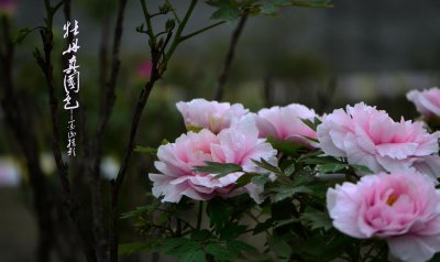 ​菏泽牡丹甲天下，色艳型美味浓，雍容华贵国色天香，堪为中华之最