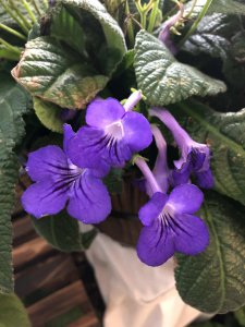 ​长筒花的养殖方法，鳞茎怎么种