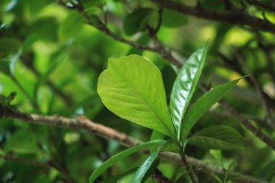 ​栀子花什么时候开，栀子花不开花的原因