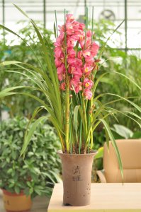 ​大花蕙兰的花后养护
