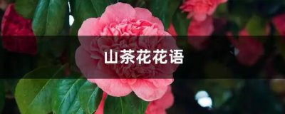 ​山茶花花语（有以下5种意思）