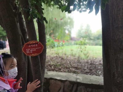 ​大叶女贞的养殖方法