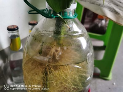 ​富贵竹要用什么水养