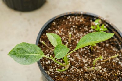 ​绣球花可以放在室内吗