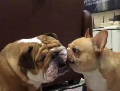 ​法国斗牛犬和英国斗牛犬的区别，看完你就了解了