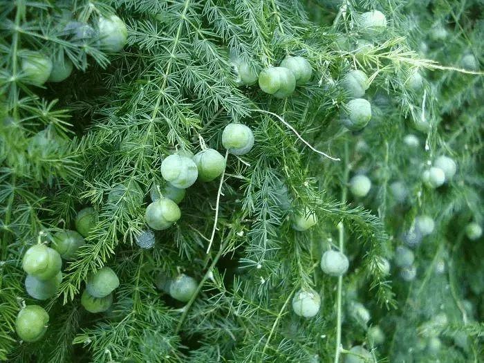 给花用点黄豆肥，芦荟也能养开花，红艳艳的一串挂枝头！