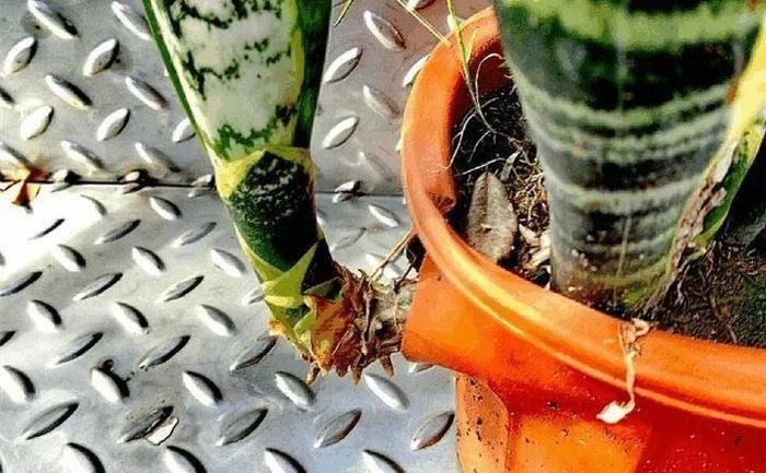 给花用点黄豆肥，芦荟也能养开花，红艳艳的一串挂枝头！