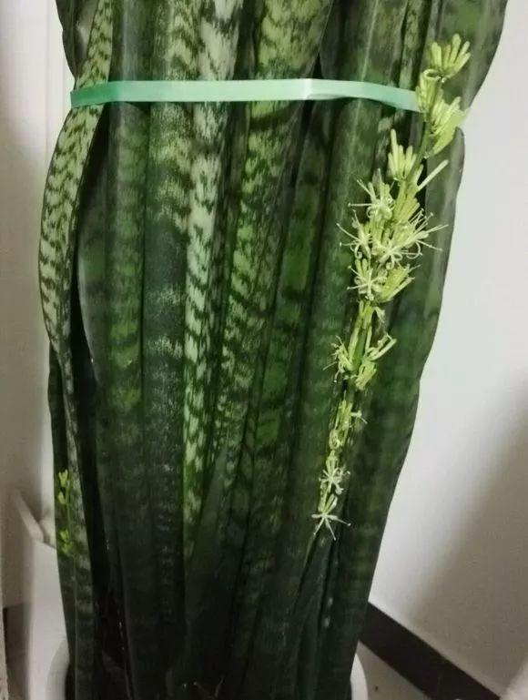 给花用点黄豆肥，芦荟也能养开花，红艳艳的一串挂枝头！