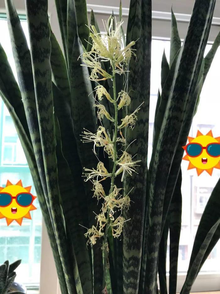 给花用点黄豆肥，芦荟也能养开花，红艳艳的一串挂枝头！