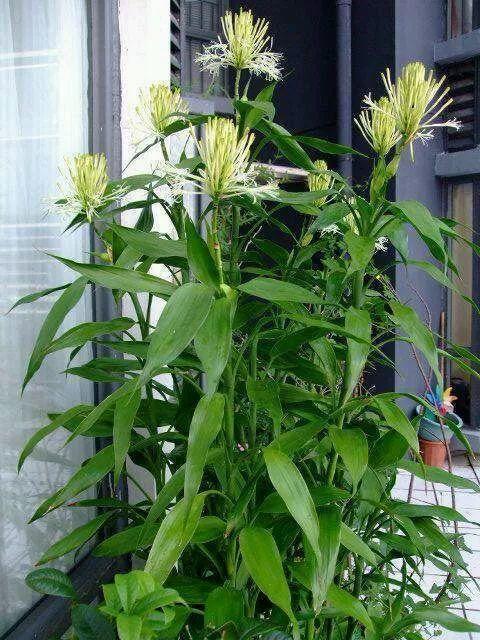 给花用点黄豆肥，芦荟也能养开花，红艳艳的一串挂枝头！