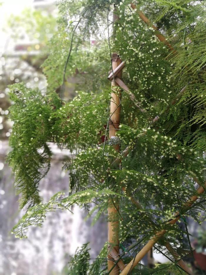 给花用点黄豆肥，芦荟也能养开花，红艳艳的一串挂枝头！