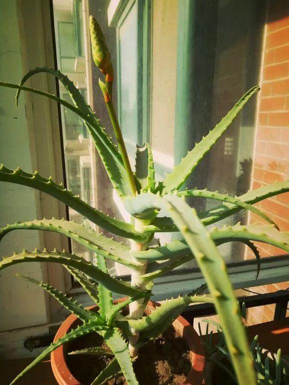 给花用点黄豆肥，芦荟也能养开花，红艳艳的一串挂枝头！