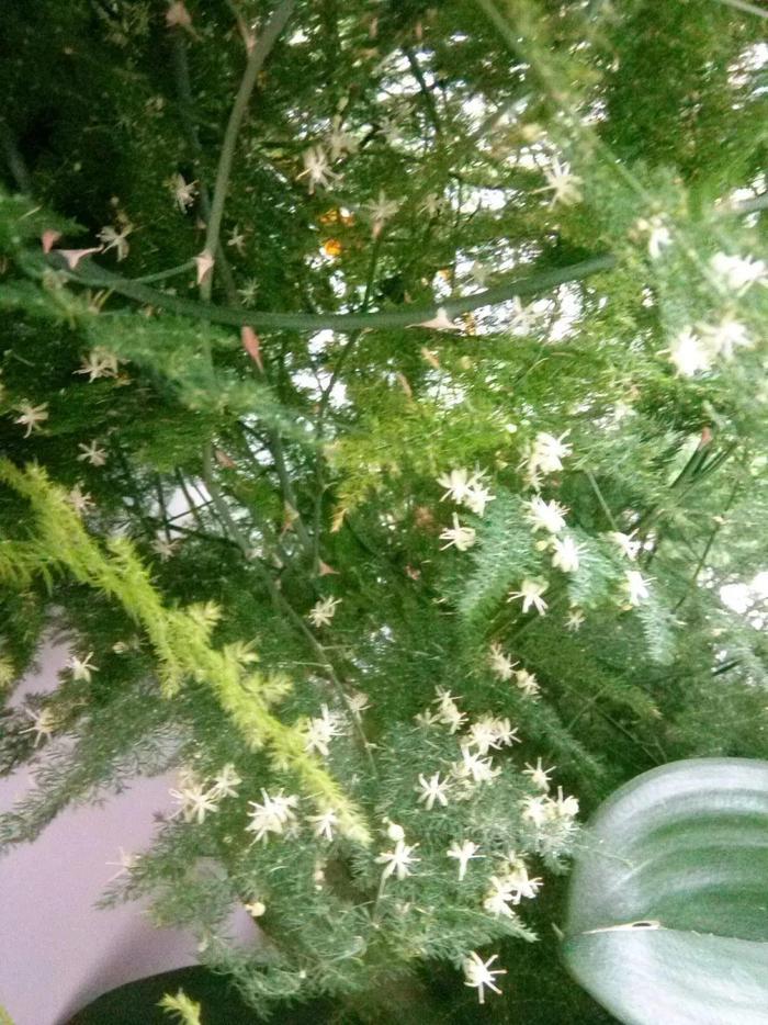 给花用点黄豆肥，芦荟也能养开花，红艳艳的一串挂枝头！
