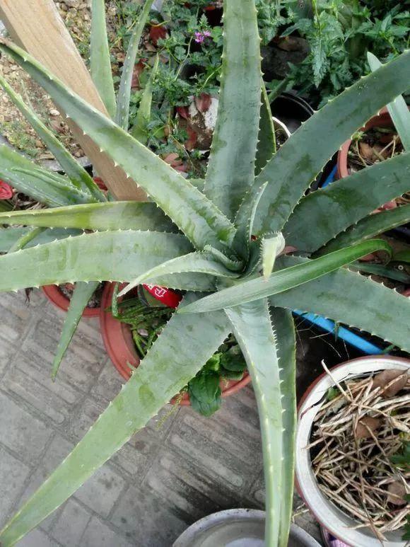 给花用点黄豆肥，芦荟也能养开花，红艳艳的一串挂枝头！