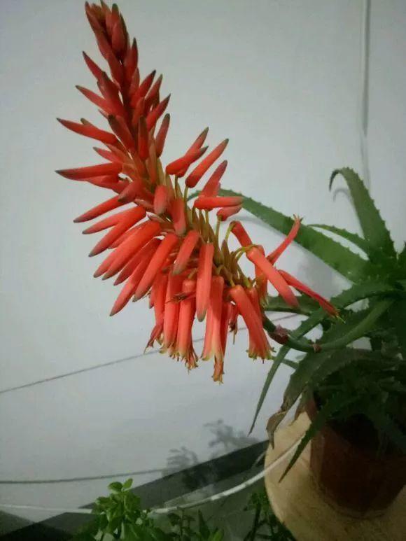 给花用点黄豆肥，芦荟也能养开花，红艳艳的一串挂枝头！