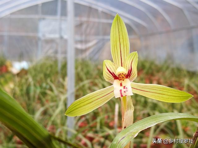 种植兰花，究竟是要遮荫还是晒太阳？兰友：现在明白了