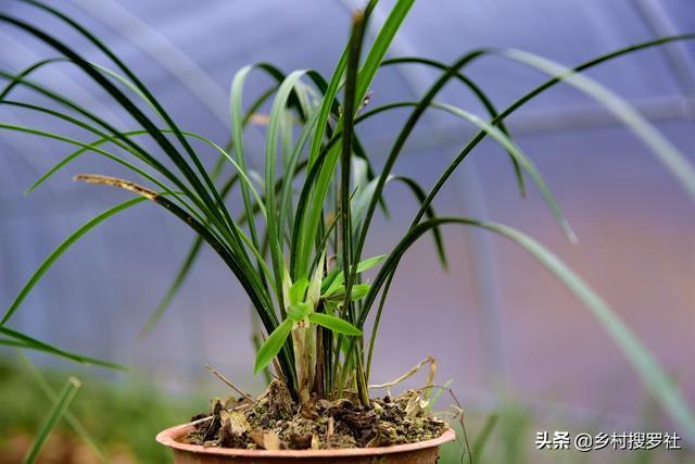 种植兰花，究竟是要遮荫还是晒太阳？兰友：现在明白了