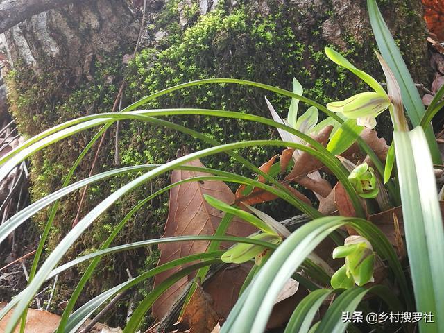 种植兰花，究竟是要遮荫还是晒太阳？兰友：现在明白了