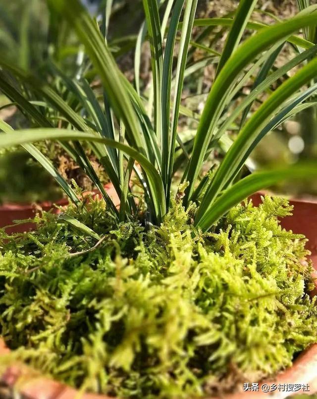 种植兰花，究竟是要遮荫还是晒太阳？兰友：现在明白了