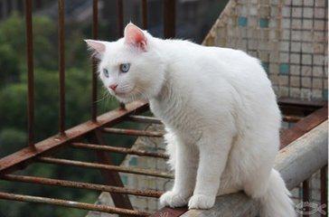 中国8大土猫 你知道的都有哪些呢