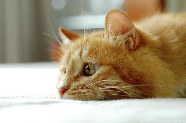 中国8大土猫 你知道的都有哪些呢