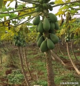 ​农民种植的“万寿果”亩产五千斤, 一次种植连年受益!