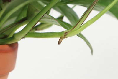 ​营养液给绿萝怎么使用（土培和水培使用方法）