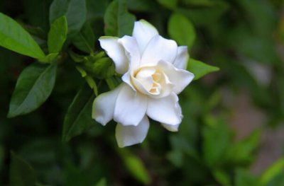 ​世界十大最香的花卉：栀子花夺冠，茉莉仅居第四
