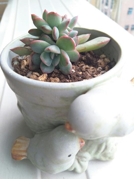 用醋真能消灭多肉植物上的介壳虫？花月夜逆袭之路