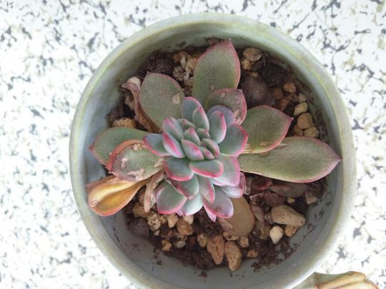 用醋真能消灭多肉植物上的介壳虫？花月夜逆袭之路