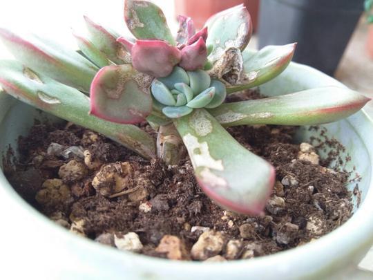 用醋真能消灭多肉植物上的介壳虫？花月夜逆袭之路