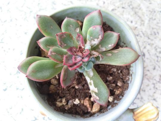 用醋真能消灭多肉植物上的介壳虫？花月夜逆袭之路