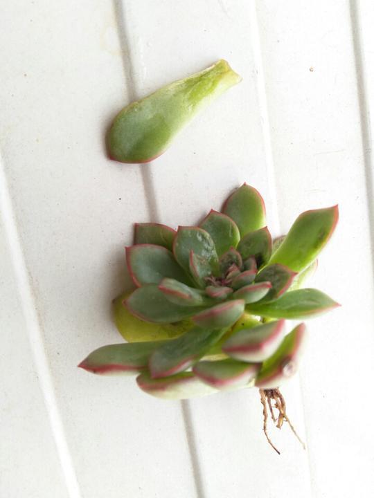 用醋真能消灭多肉植物上的介壳虫？花月夜逆袭之路