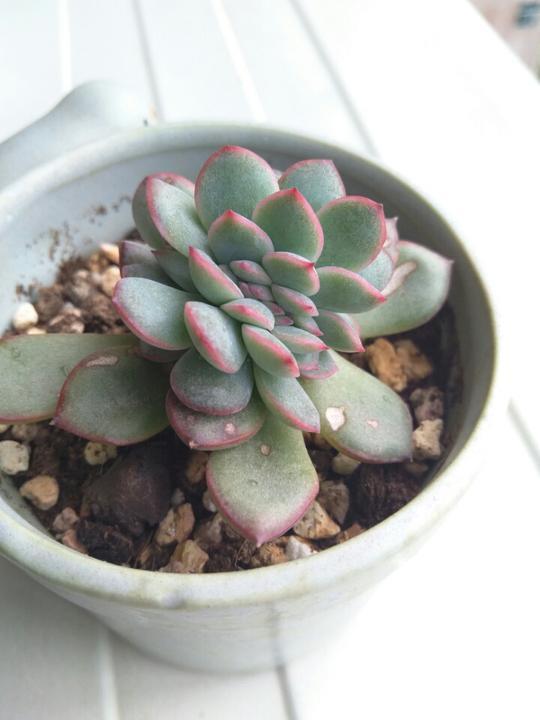 用醋真能消灭多肉植物上的介壳虫？花月夜逆袭之路