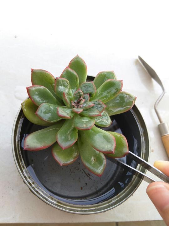 用醋真能消灭多肉植物上的介壳虫？花月夜逆袭之路