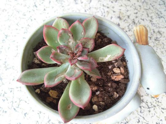 用醋真能消灭多肉植物上的介壳虫？花月夜逆袭之路
