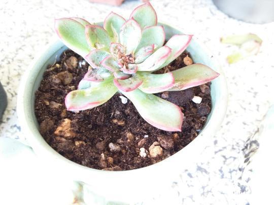 用醋真能消灭多肉植物上的介壳虫？花月夜逆袭之路