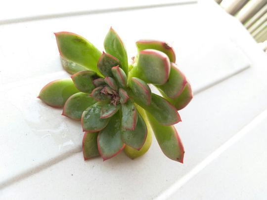 用醋真能消灭多肉植物上的介壳虫？花月夜逆袭之路