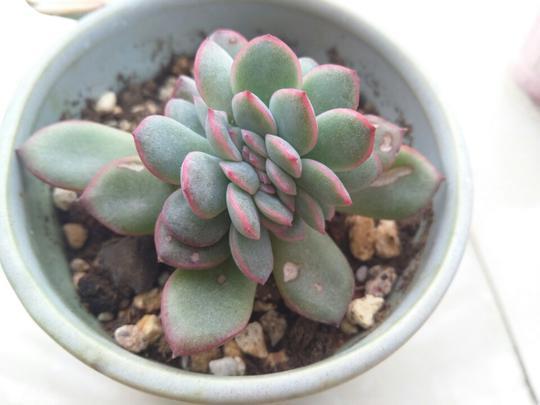 用醋真能消灭多肉植物上的介壳虫？花月夜逆袭之路