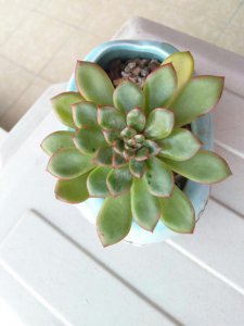 ​用醋真能消灭多肉植物上的介壳虫？花月夜逆袭之路