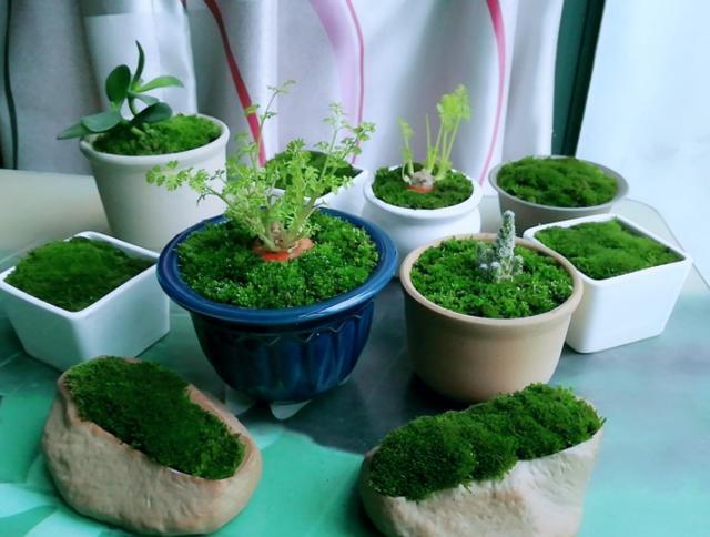 青苔不起眼如何做出好看的盆景？学会3招，造型瞬间美了不少